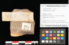 Foto (Objekt + Etikett) von Castanea atavia Unger (NHMW-GEO-2024-0188-0978)